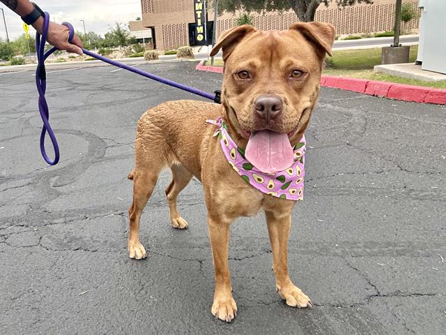 adoptable Dog in Mesa, AZ named LOVELY
