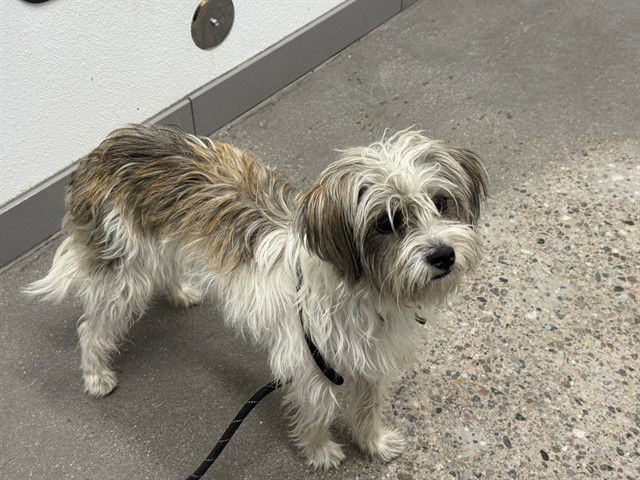 adoptable Dog in Mesa, AZ named FLUFFY