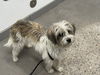 adoptable Dog in  named FLUFFY