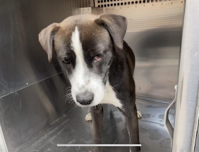 adoptable Dog in Mesa, AZ named CHASE
