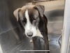 adoptable Dog in  named CHASE