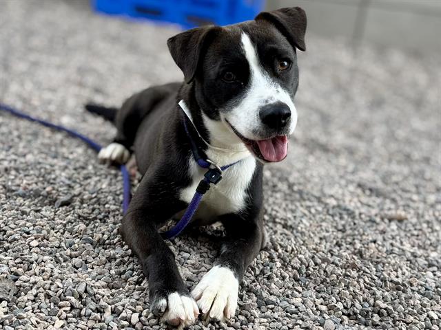 adoptable Dog in Mesa, AZ named CHASE