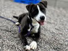 adoptable Dog in  named CHASE