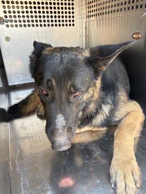 adoptable Dog in Mesa, AZ named HAMMER