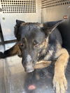 adoptable Dog in  named HAMMER