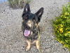 adoptable Dog in mesa, AZ named HAMMER