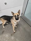 adoptable Dog in  named CHAT