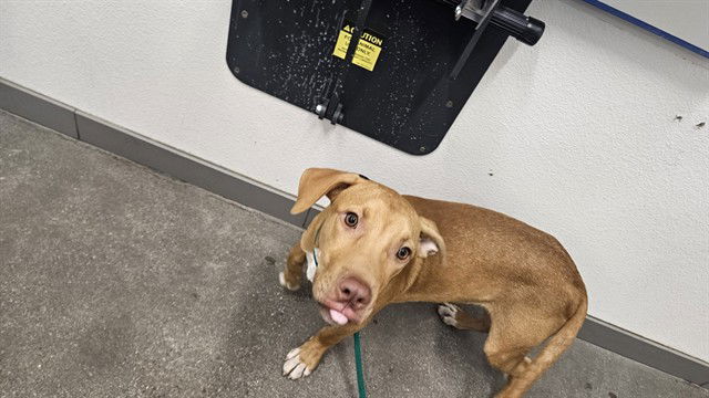 adoptable Dog in Mesa, AZ named BLEP