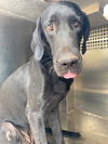 adoptable Dog in , AZ named YOKO