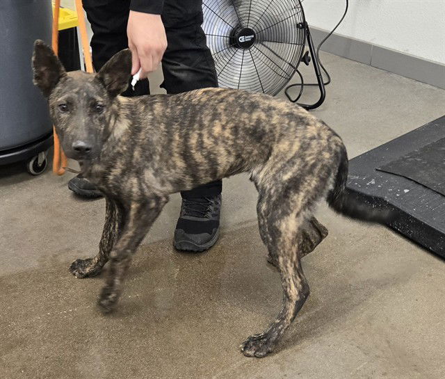 adoptable Dog in Mesa, AZ named CHAR
