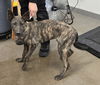 adoptable Dog in  named CHAR