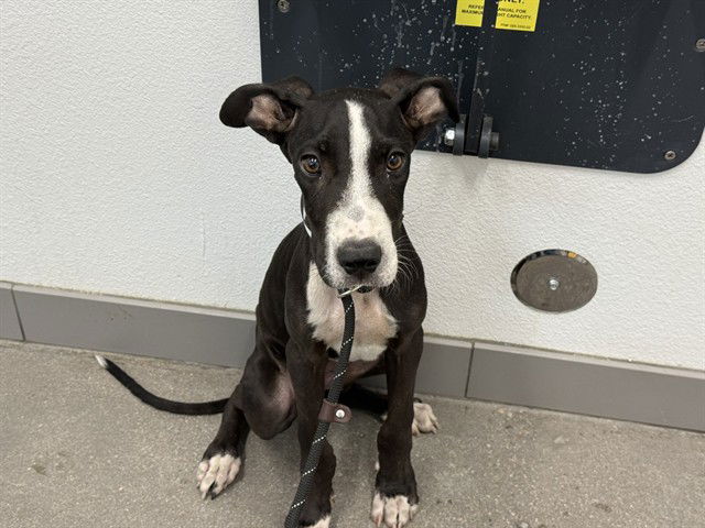 adoptable Dog in Mesa, AZ named UNO
