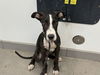 adoptable Dog in , AZ named UNO