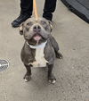 adoptable Dog in  named MARTY