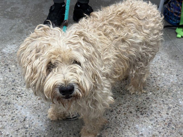 adoptable Dog in Mesa, AZ named SWIFFER