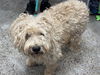 adoptable Dog in , AZ named SWIFFER