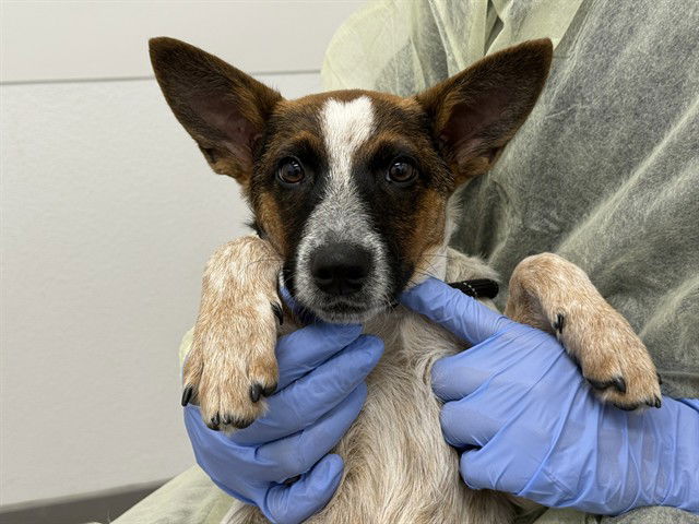 adoptable Dog in Mesa, AZ named AJAX