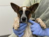 adoptable Dog in , AZ named AJAX