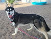 adoptable Dog in , AZ named ASTRID