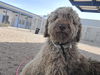 adoptable Dog in , AZ named TALULAH