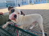 adoptable Dog in , AZ named OATMEAL