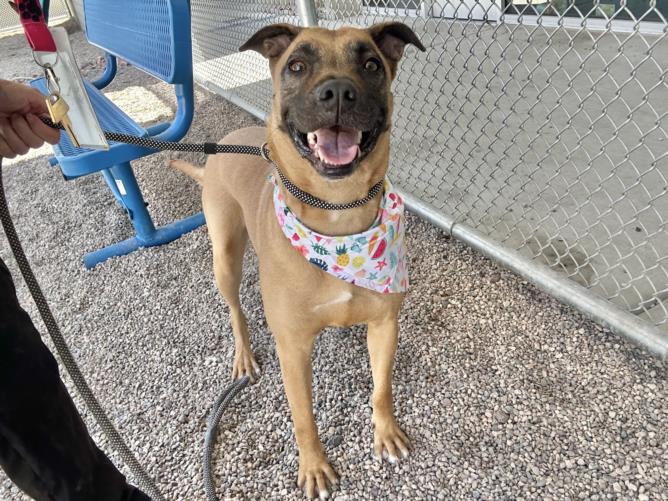 adoptable Dog in Mesa, AZ named REBA