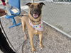 adoptable Dog in , AZ named REBA