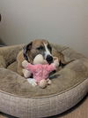 adoptable Dog in  named MARVIN