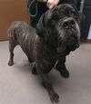 adoptable Dog in , AZ named MOOSE