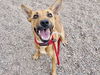 adoptable Dog in , AZ named HAZE