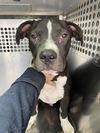 adoptable Dog in , AZ named RODY
