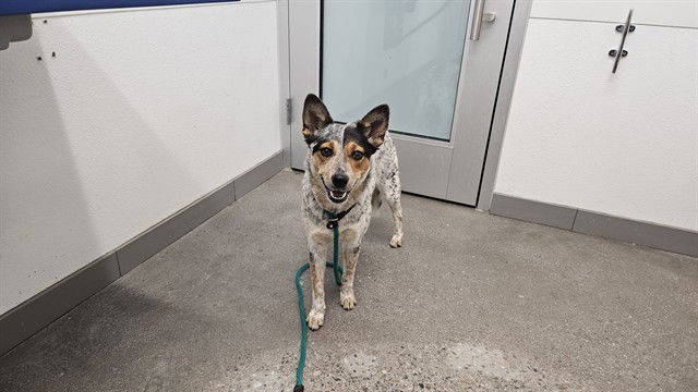 adoptable Dog in Mesa, AZ named SAPPHIRE