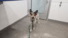 adoptable Dog in  named SAPPHIRE