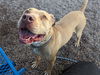 adoptable Dog in  named DINO