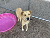 adoptable Dog in mesa, AZ named FINN