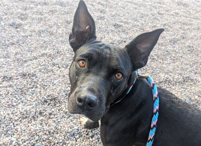 adoptable Dog in Mesa, AZ named ABBY
