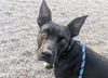 adoptable Dog in  named ABBY