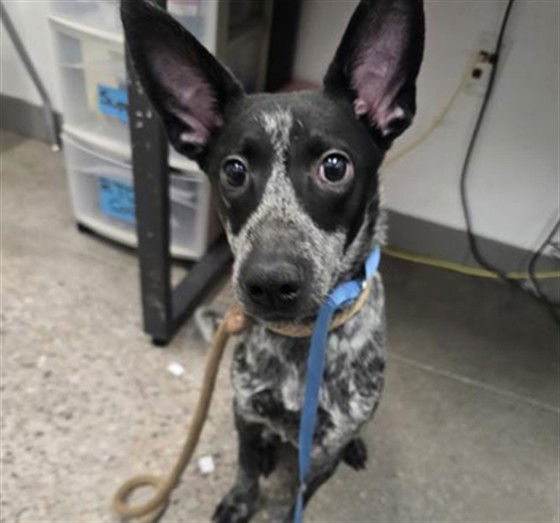 adoptable Dog in Mesa, AZ named WANDER