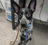 adoptable Dog in  named WANDER