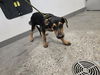adoptable Dog in , AZ named ROXY