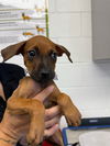 adoptable Dog in  named LEILANA