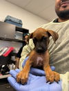 adoptable Dog in  named KAIA