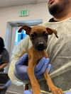 adoptable Dog in  named LANEA