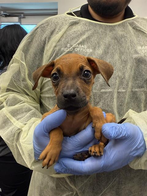 adoptable Dog in Mesa, AZ named VANISHA