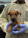 adoptable Dog in  named VANISHA