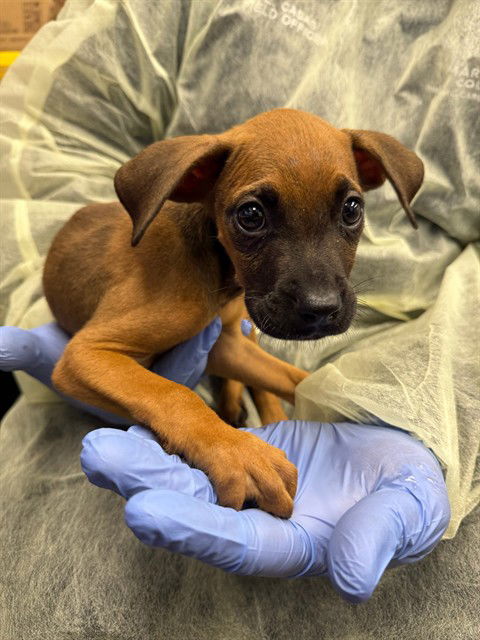 adoptable Dog in Mesa, AZ named BOBBY