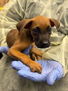adoptable Dog in  named BOBBY
