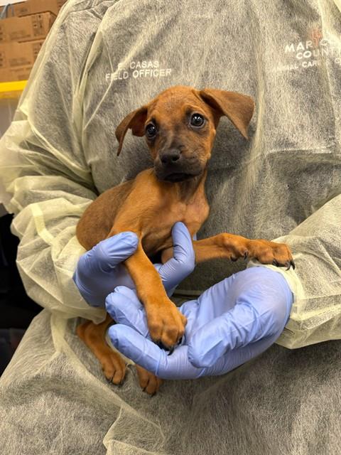 adoptable Dog in Mesa, AZ named MELODY