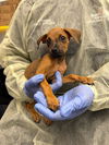 adoptable Dog in  named MELODY