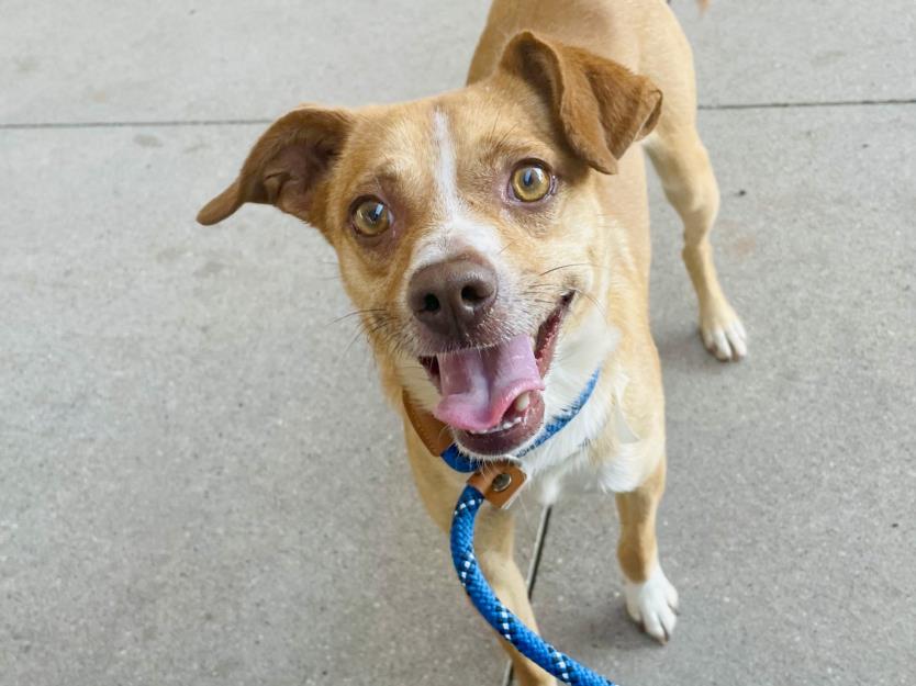 adoptable Dog in Mesa, AZ named RIPPLE
